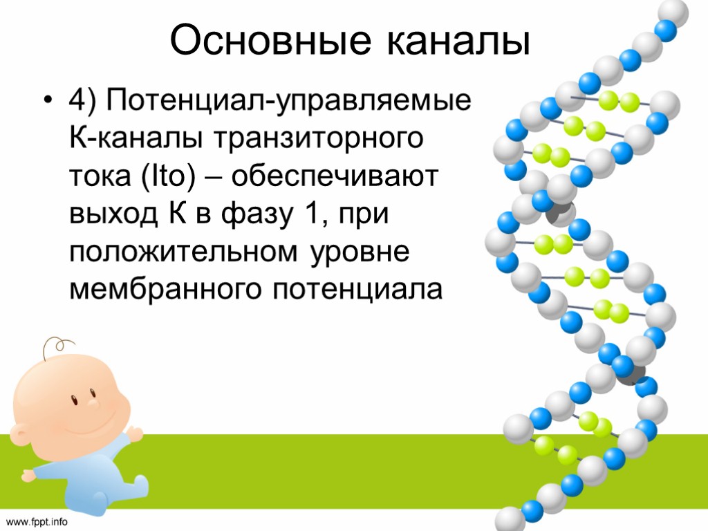 Основные каналы 4) Потенциал-управляемые К-каналы транзиторного тока (Ito) – обеспечивают выход К в фазу